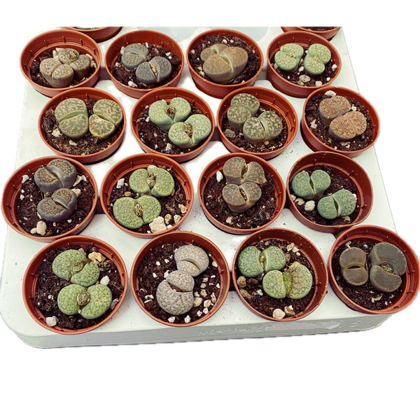 Lithops Mix Mini - besondere Sorten