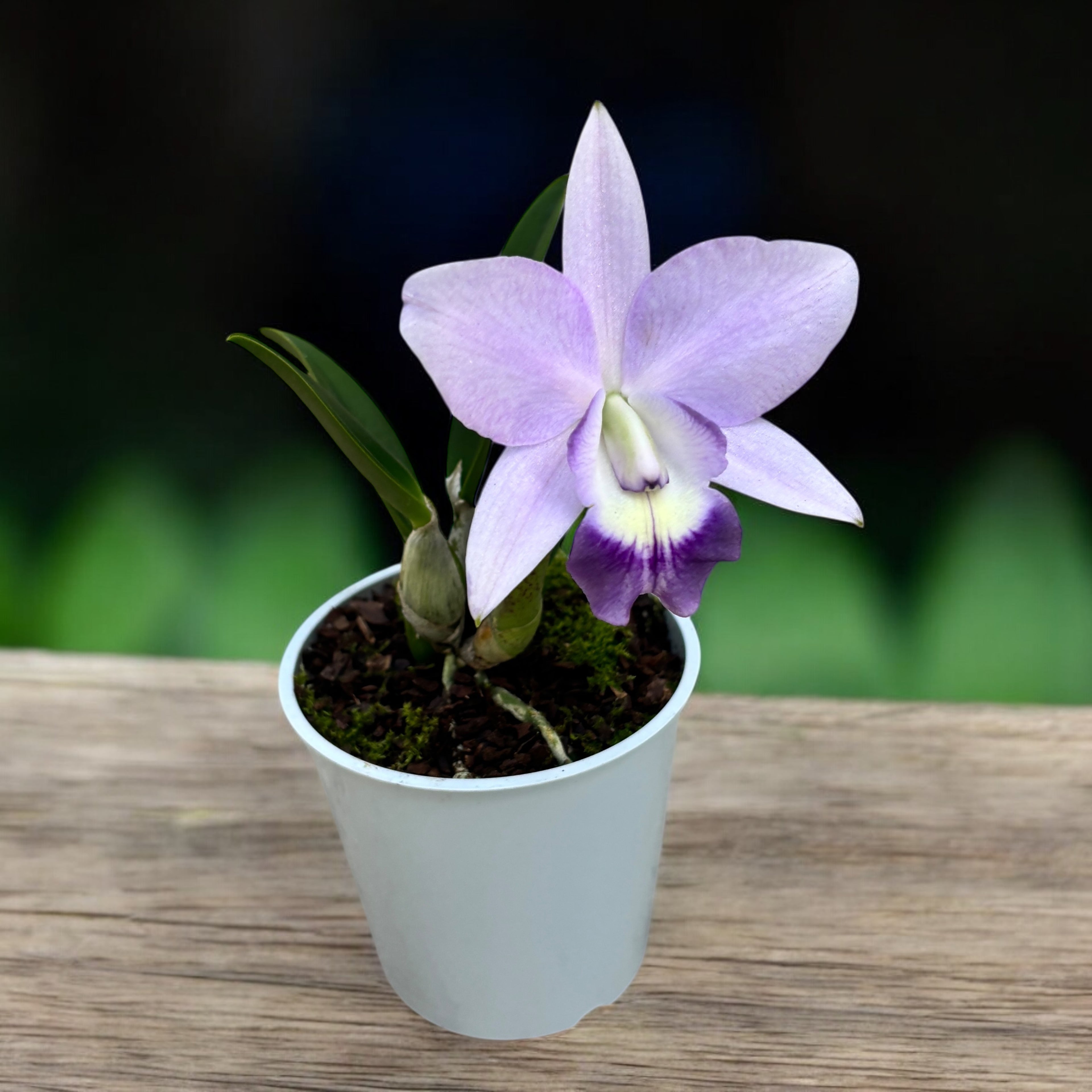 Cattleya Love Knot var. coerulea - flori intens parfumate