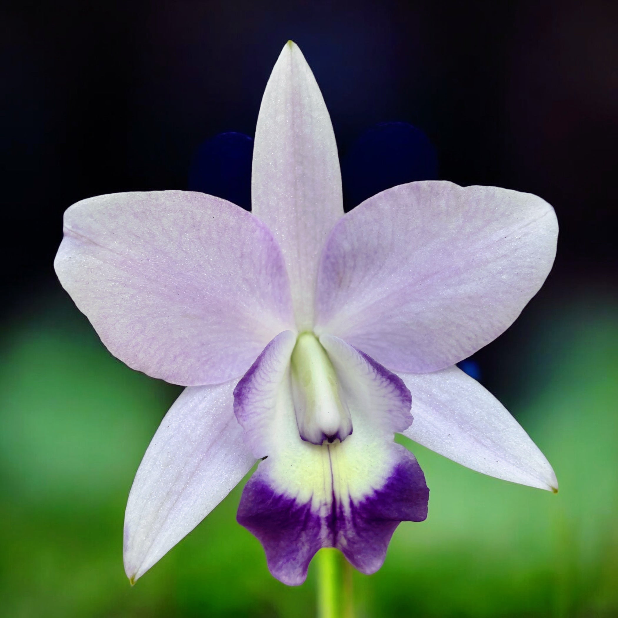 Cattleya Love Knot var. coerulea - flori intens parfumate