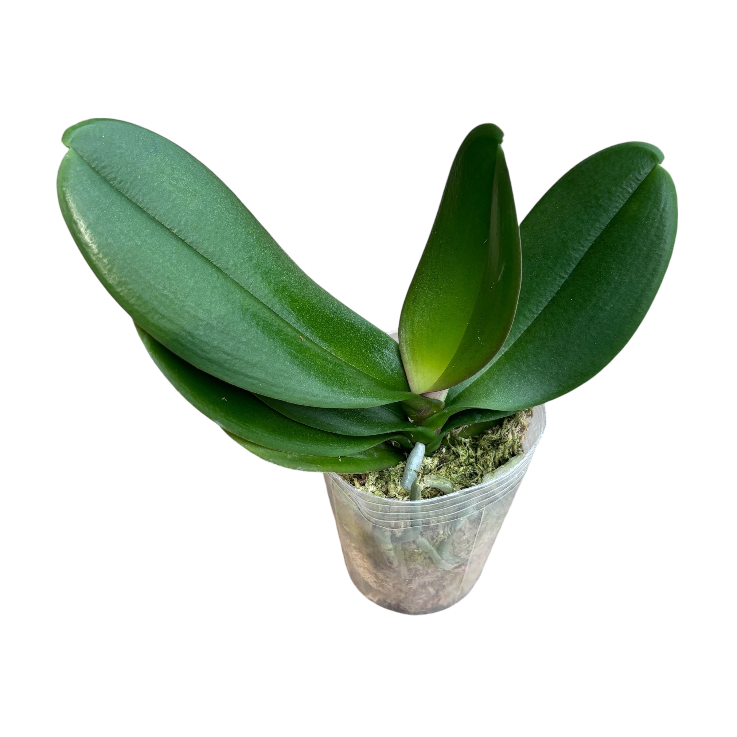 Phalaenopsis Lioulin Cute Corinna - grande lèvre