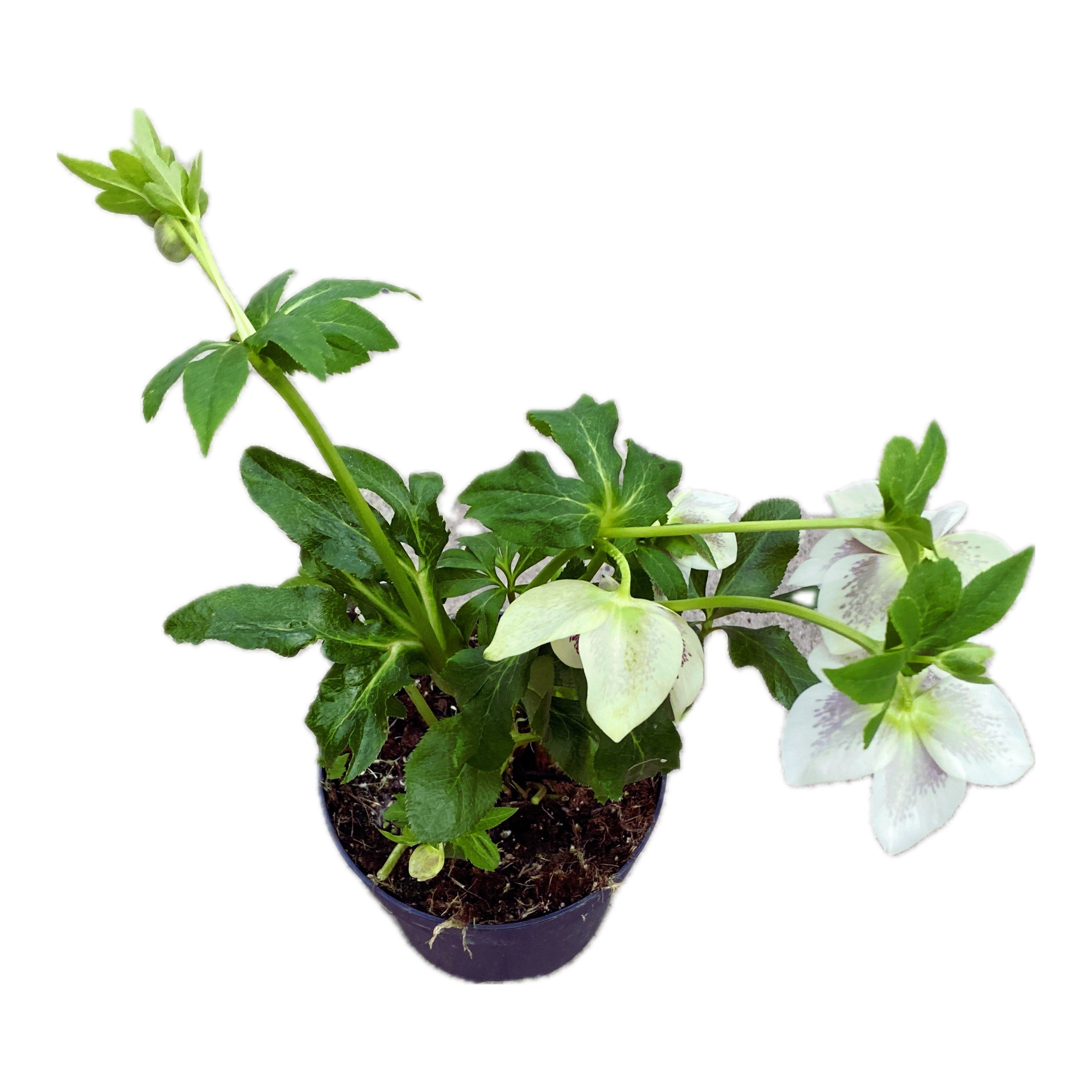 Helleborus orientalis 'ViV Antonella' (Spanz)