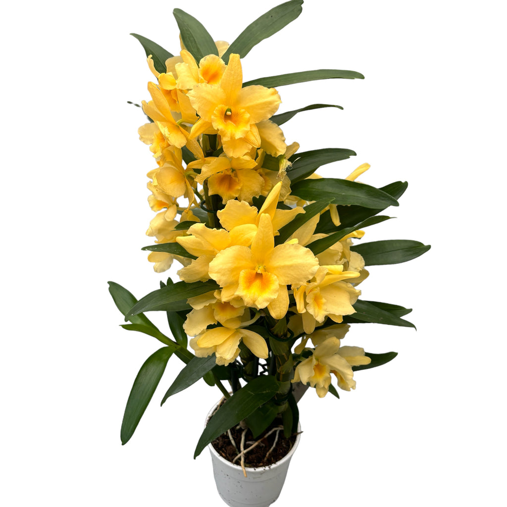 Dendrobium Yellow Song - esemplare XL (fiori profumati)