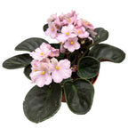 Saintpaulia Nancy - růžově fialová