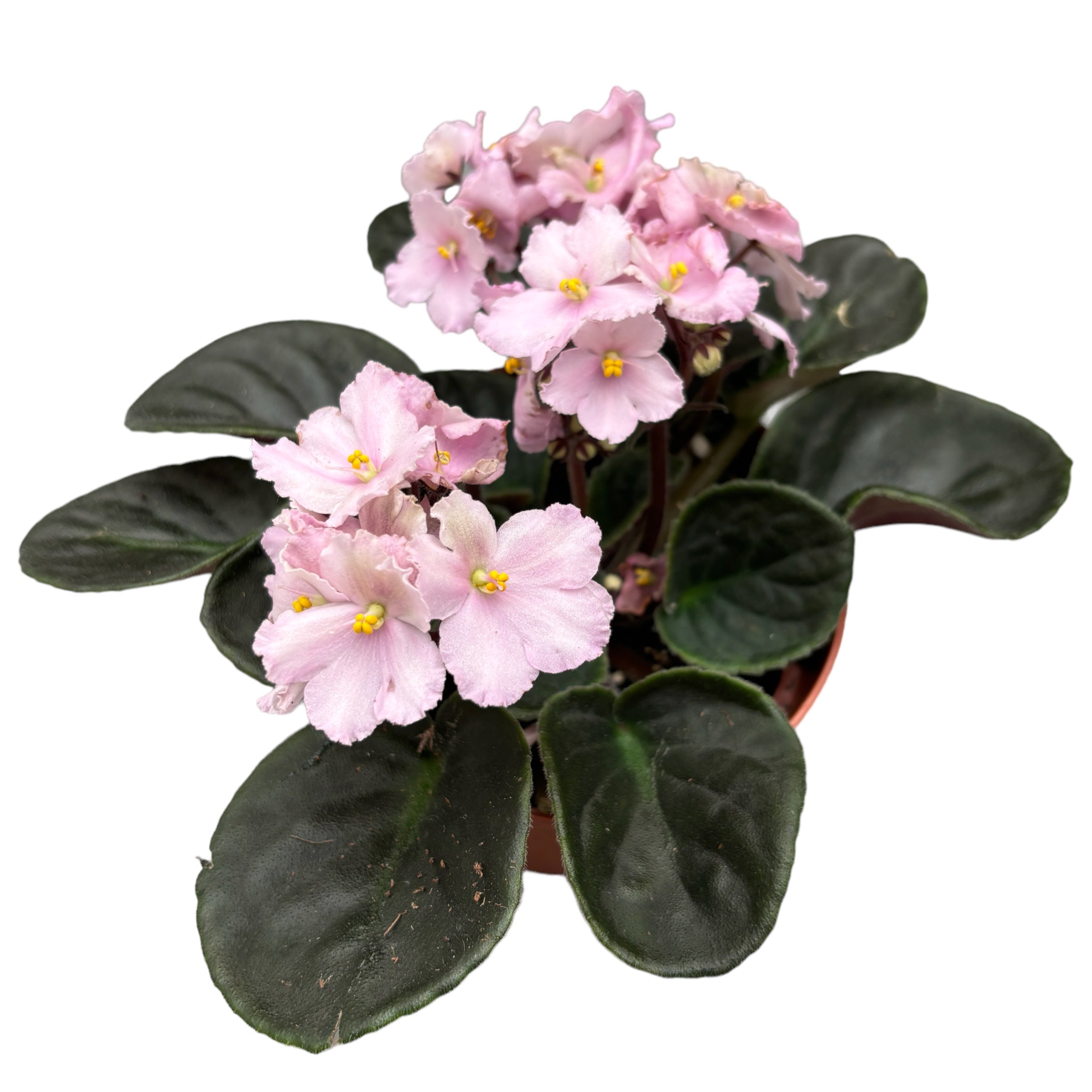 Saintpaulia Nancy - violete roz