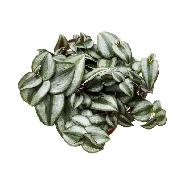 Tradescantia zebrina 'Silver Plus' D12 - 4 Pflanzen/Topf