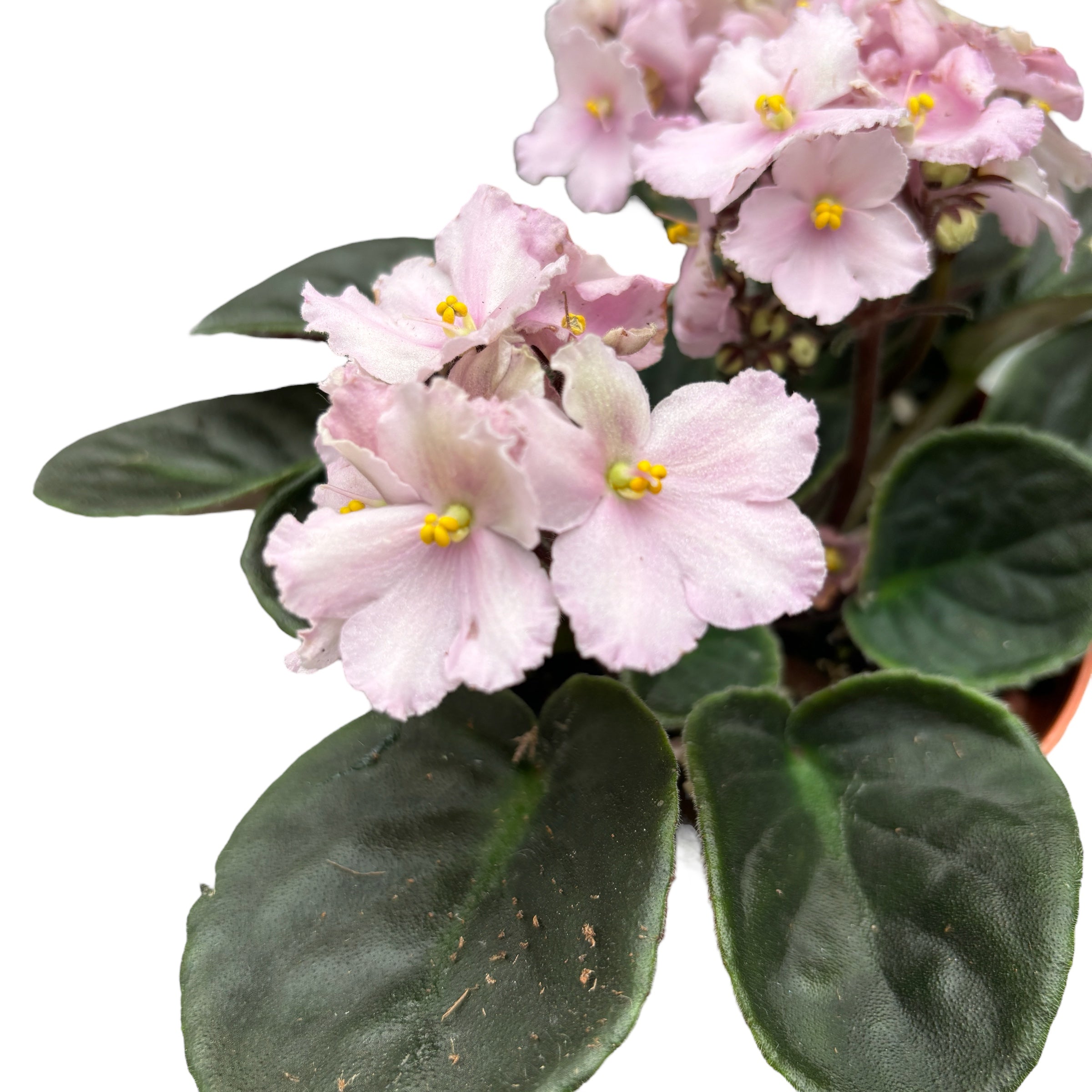 Saintpaulia Nancy - violete roz