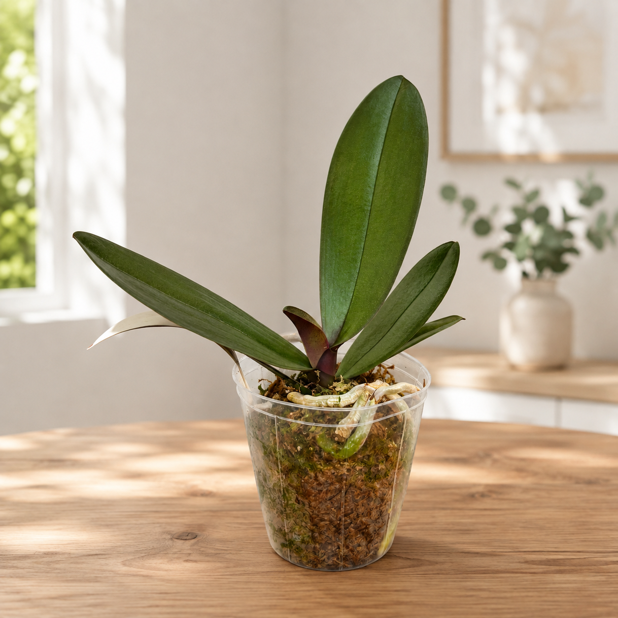 Phalaenopsis Jincheng Chin Su Me - grote lip