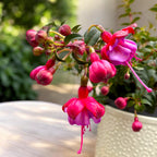Fuchsia 'Heidi Ann' - cercelusi de gradina cu flori duble roz si lila-pal