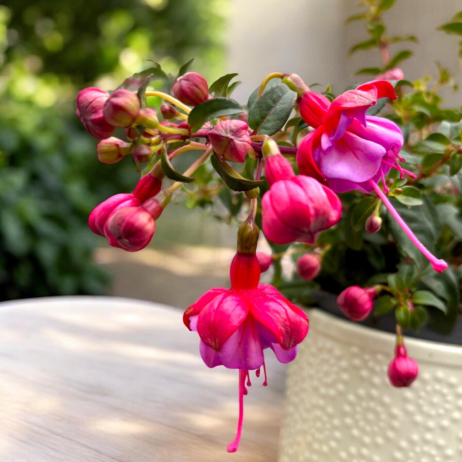 Fuchsia 'Heidi Ann' - cercelusi de gradina cu flori duble roz si lila-pal