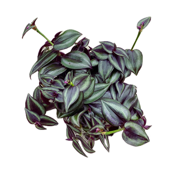 Tradescantia zebrina Violet +4 plants/pot