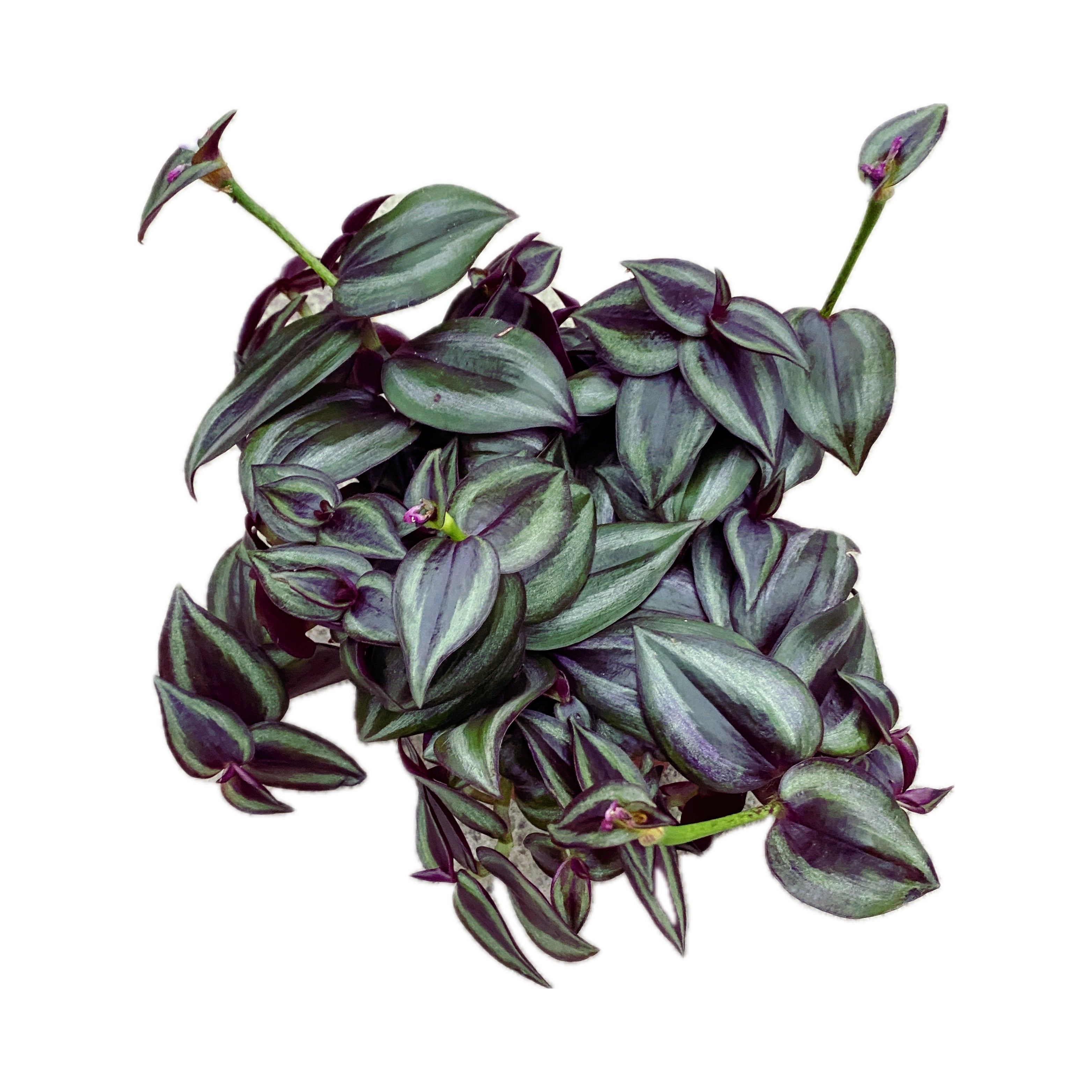 Tradescantia zebrina Violet 5pp