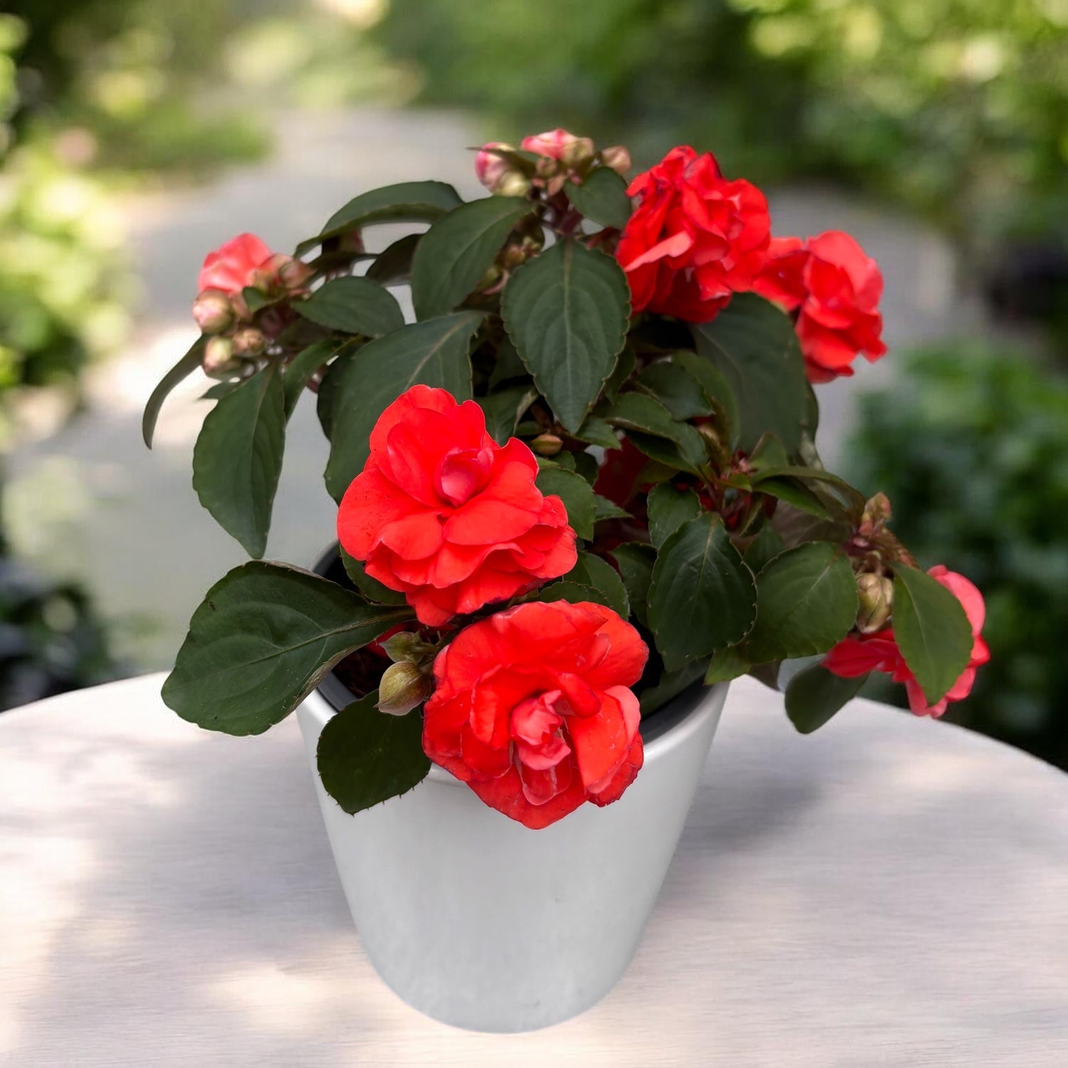 Impatiens walleriana ‘Fiesta Salmon’ (sporul casei cu flori duble)