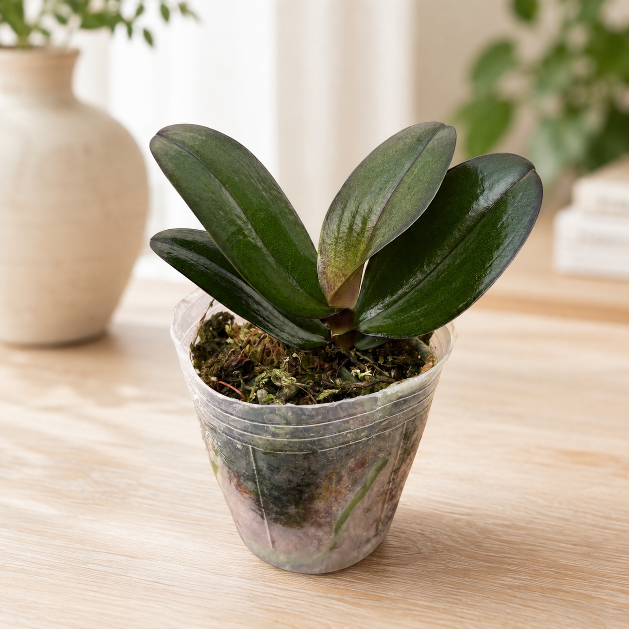 Phalaenopsis I-Hsin Yellow Leopard (Taiwan)