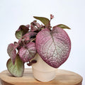 Episcia ‘Malayan Gem’