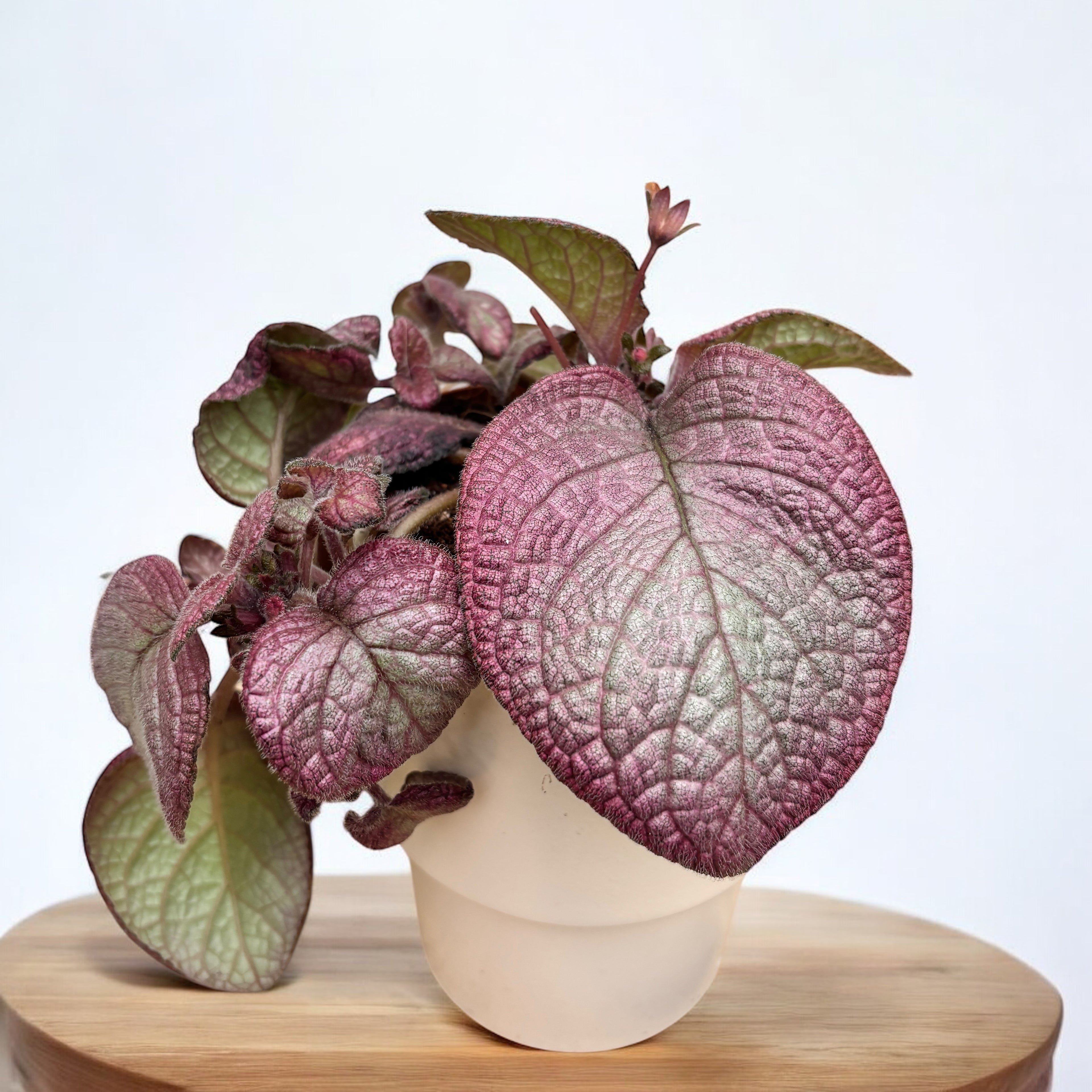 Episcia ‘Malayan Gem’