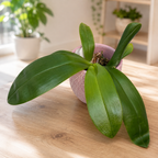 Phalaenopsis violacea var. indigo red 'MIKI' *duftend