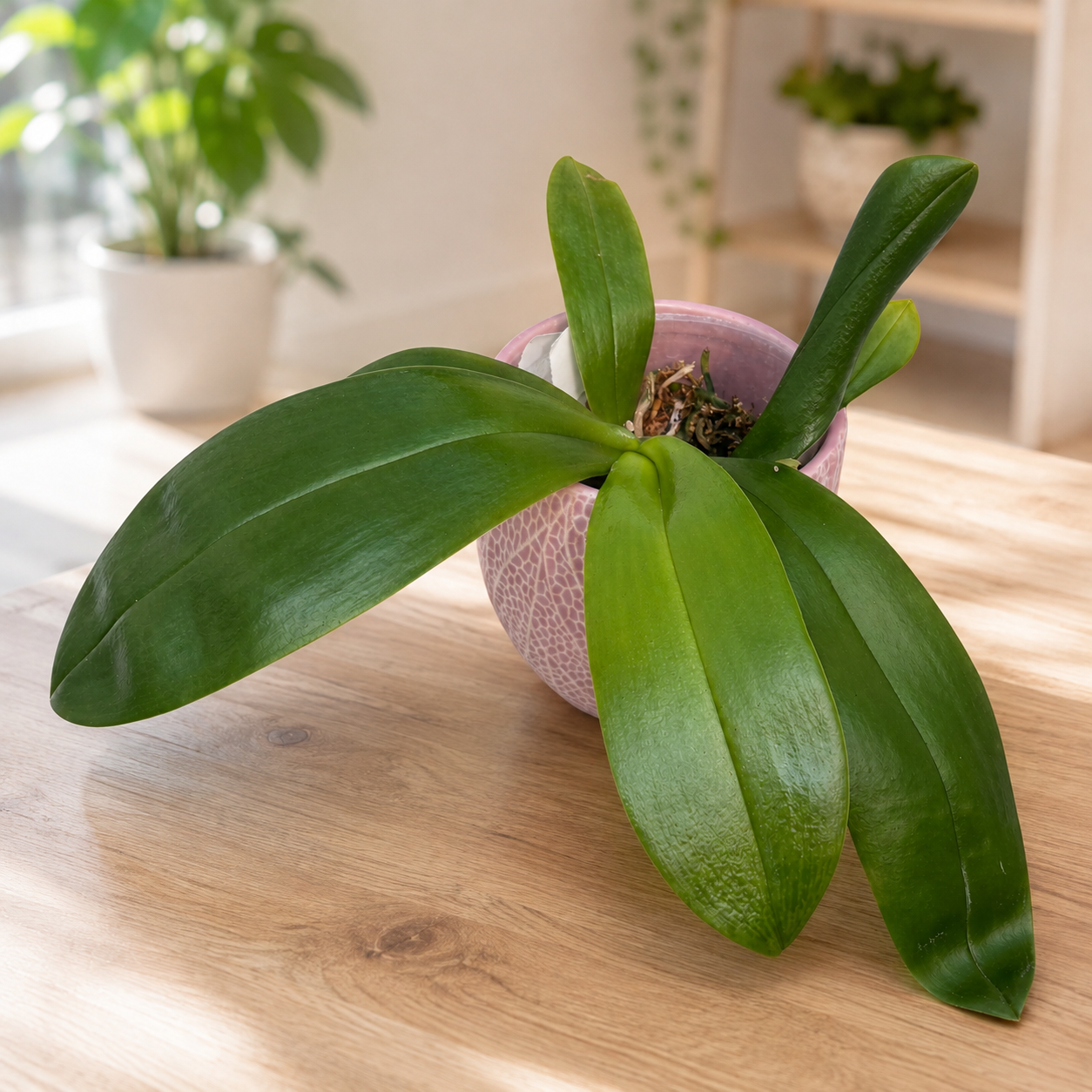 Phalaenopsis violacea var. indigo red 'MIKI' *duftend