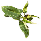 Philodendron Jose Buono (starke Variegation) - große Exemplare