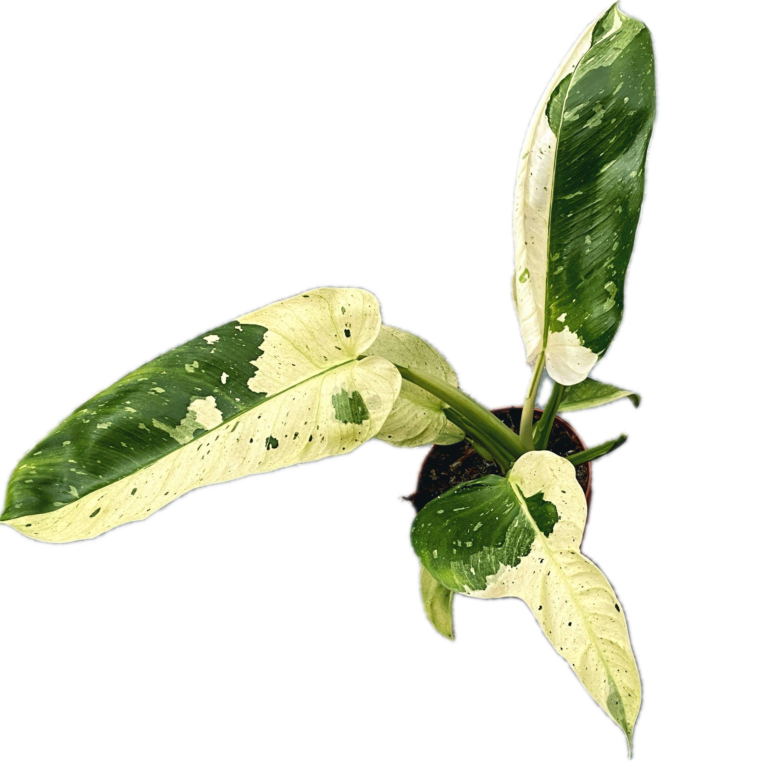 Philodendron Jose Buono (strong variegation) - Exemplare mari