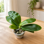 Phalaenopsis Lyndon Mix Zebra '708' - geurige bloemen