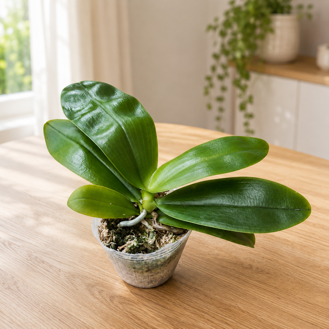 Phalaenopsis Lyndon Mix Zebra '708' - geurige bloemen