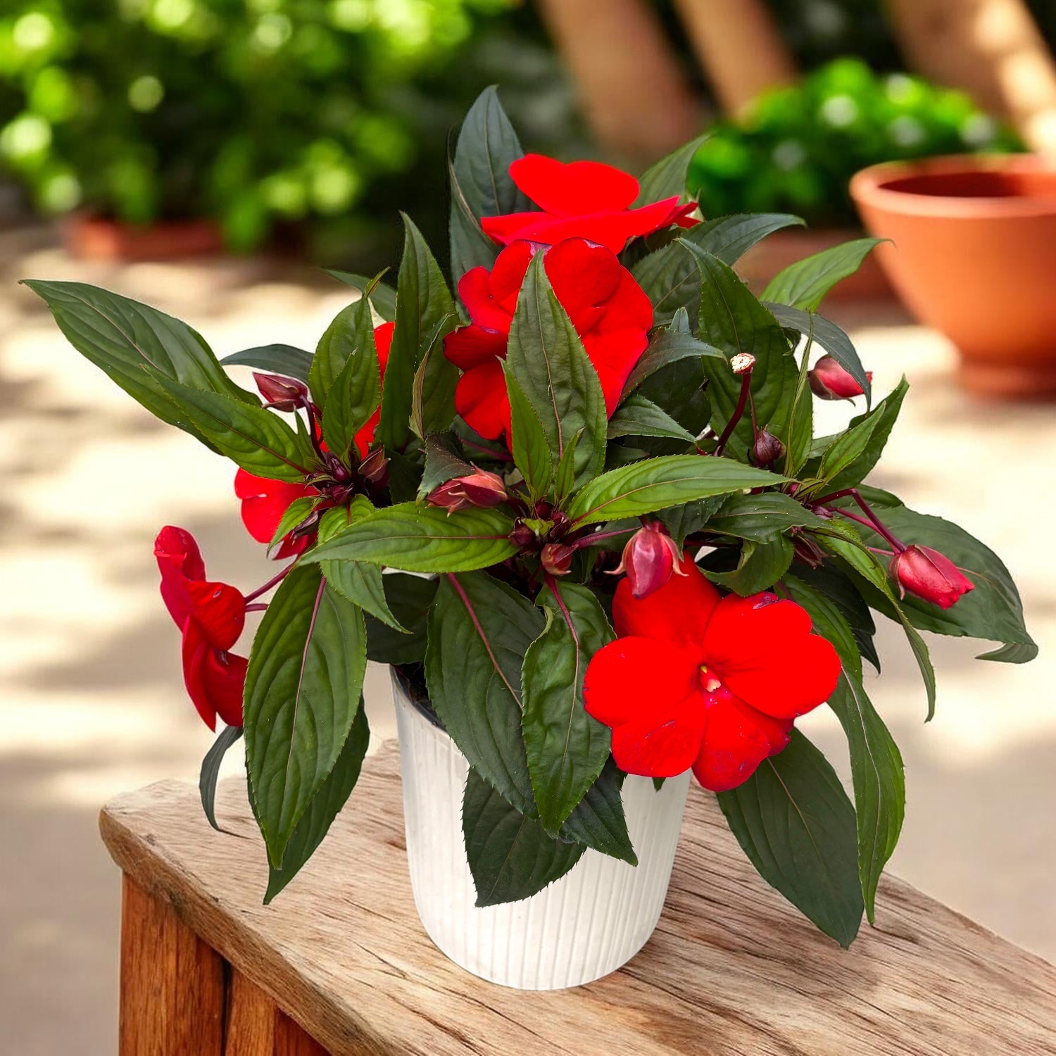 Impatiens New Guinea 'ColPow Fire' - kućni spor s velikim crvenim cvjetovima