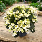 Saintpaulia ‘White Trumpet’ - violete speciale
