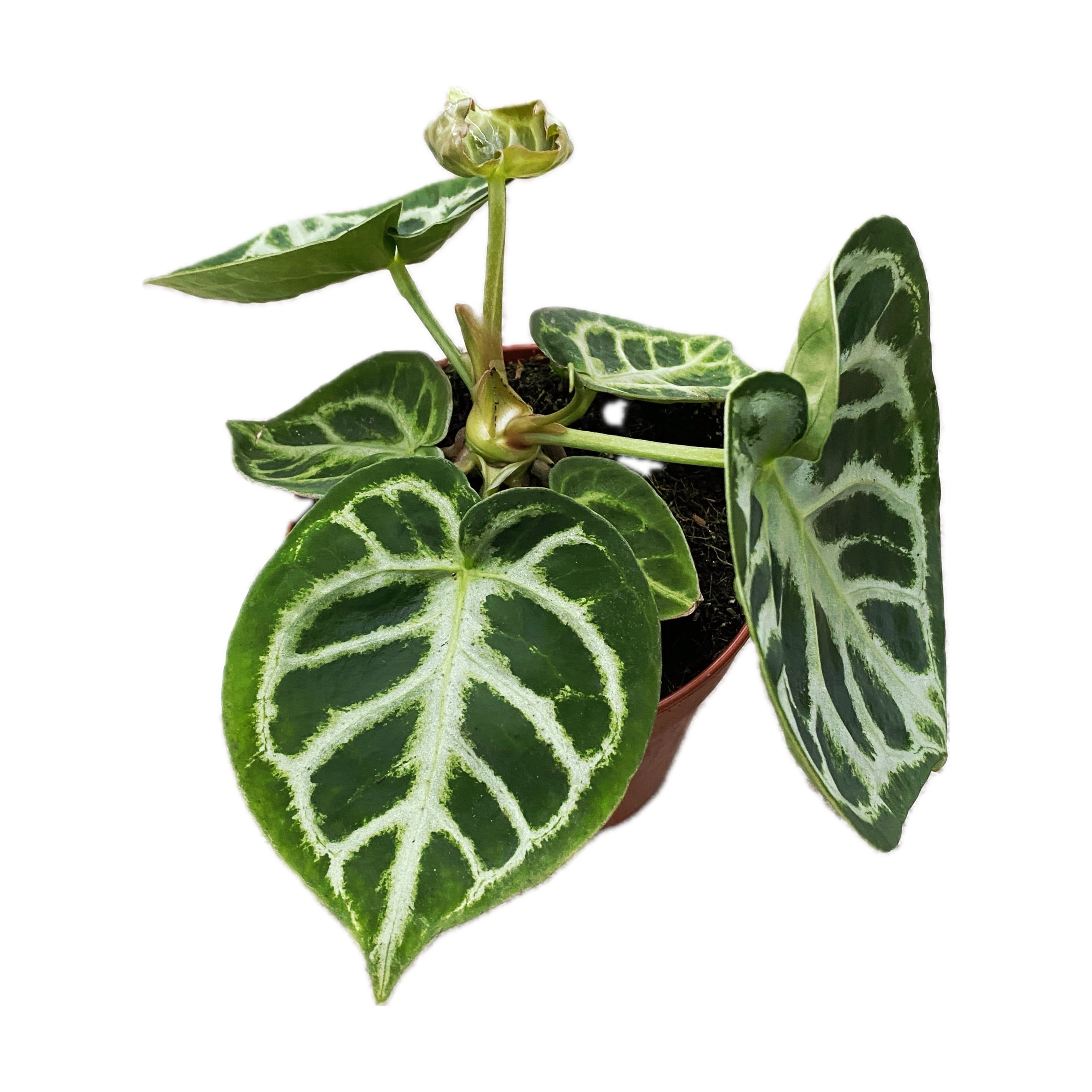 Anthurium crystallinum 'Silver Blush'