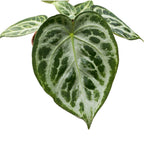 Anthurium crystallinum 'Silver Blush'