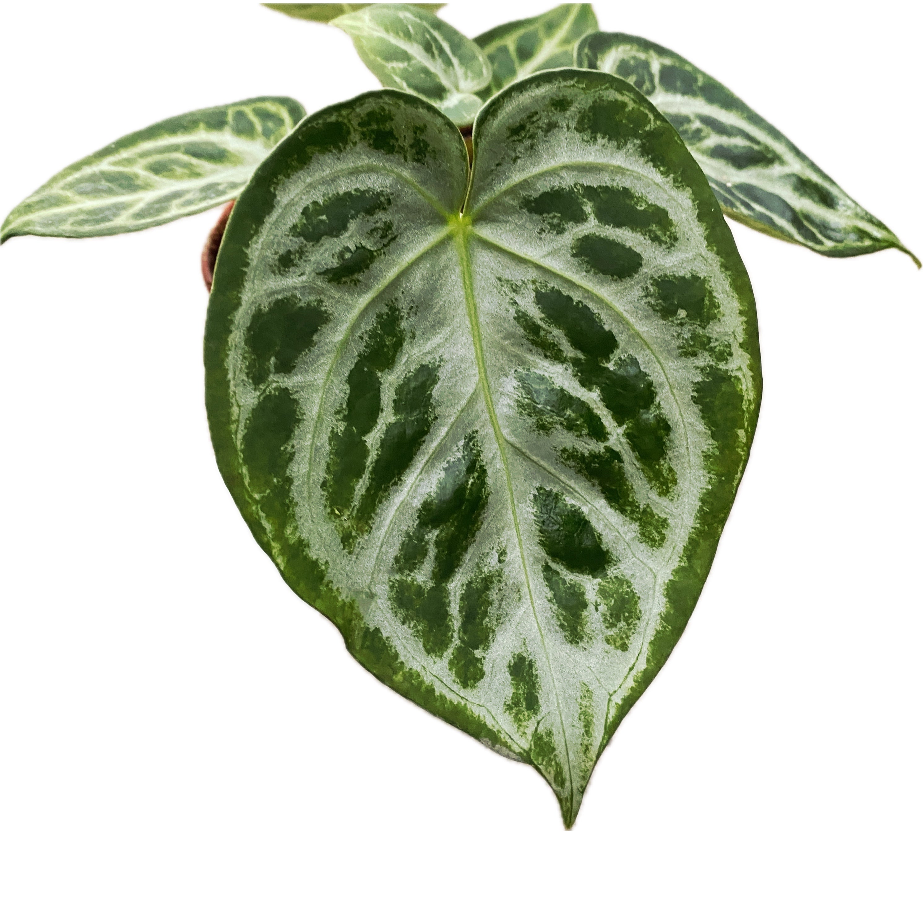 Anthurium crystallinum 'Silver Blush'