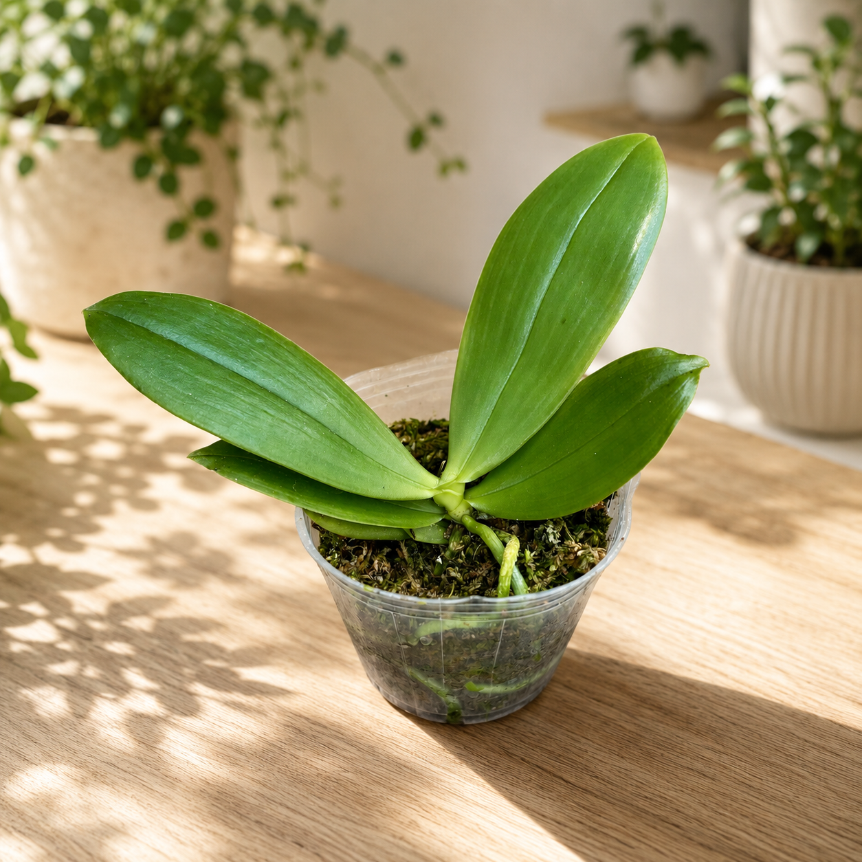 Phalaenopsis bellina var. alba *fragrant