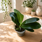 Phalaenopsis Yaphon Bear Sir '634'