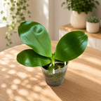 Phalaenopsis Yaphon Christmas « 860 » – parfumé