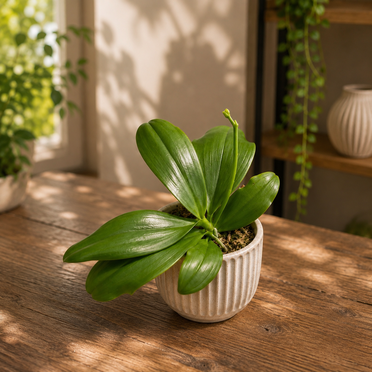 Phalaenopsis speciosa ‚Purple Mountain‘