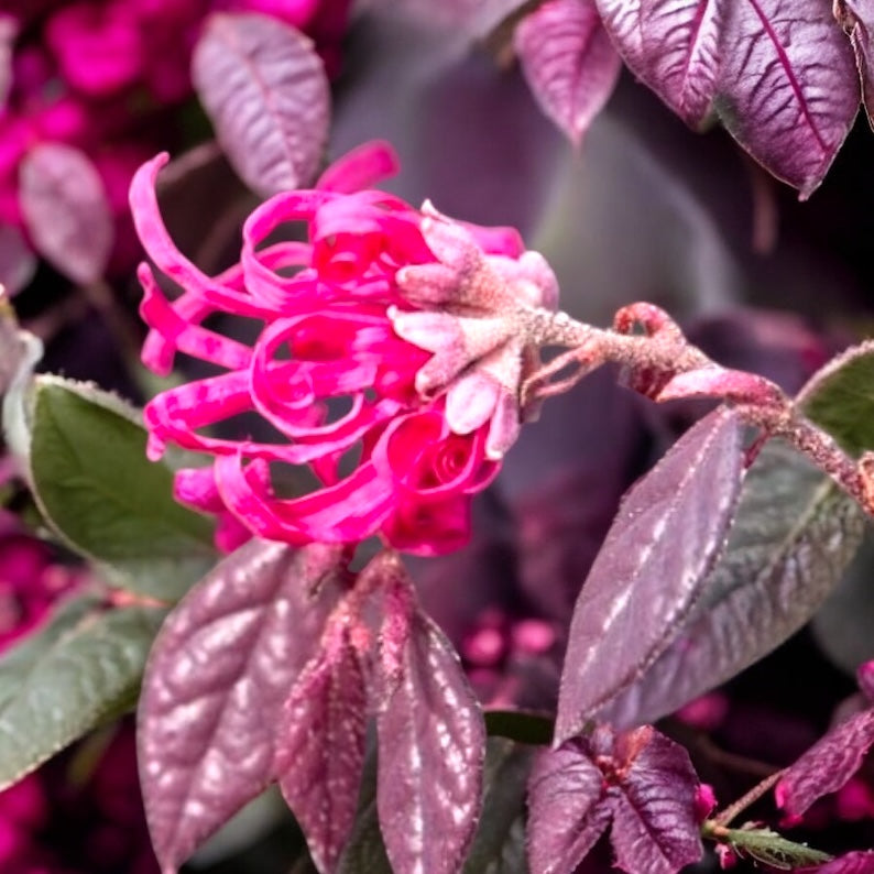 Loropetalum chinense ‘Fire Dance’ - arbust cu frunzis purpuriu si flori roz vibrante