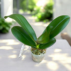 Phalaenopsis I-Hsin The Big Bang '959'