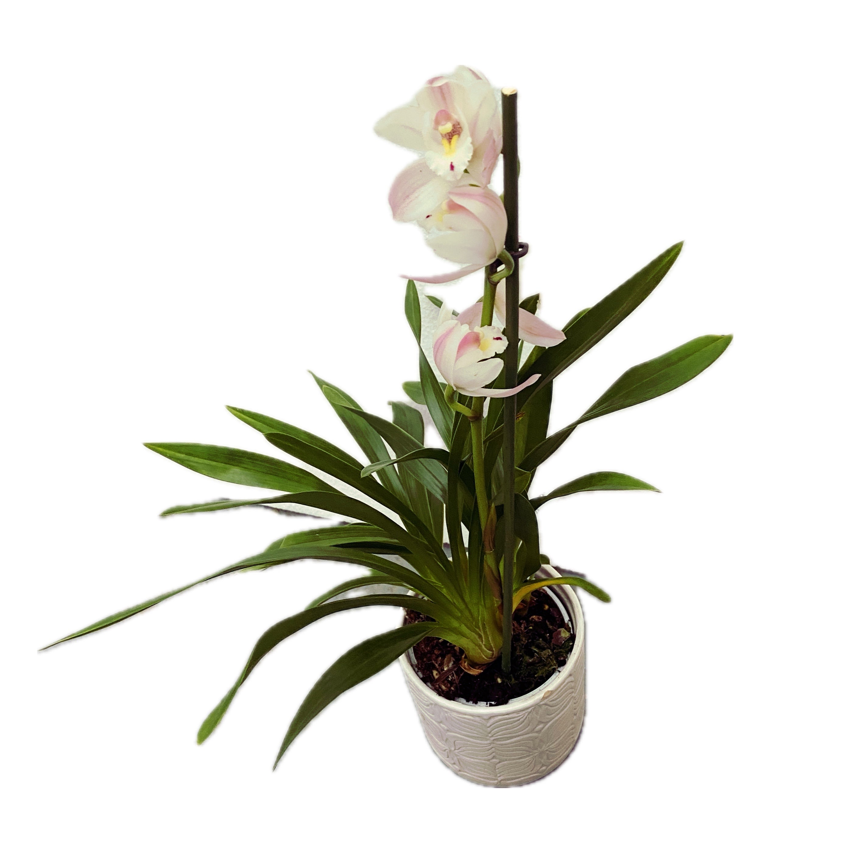 Cymbidium Campanella Rosa