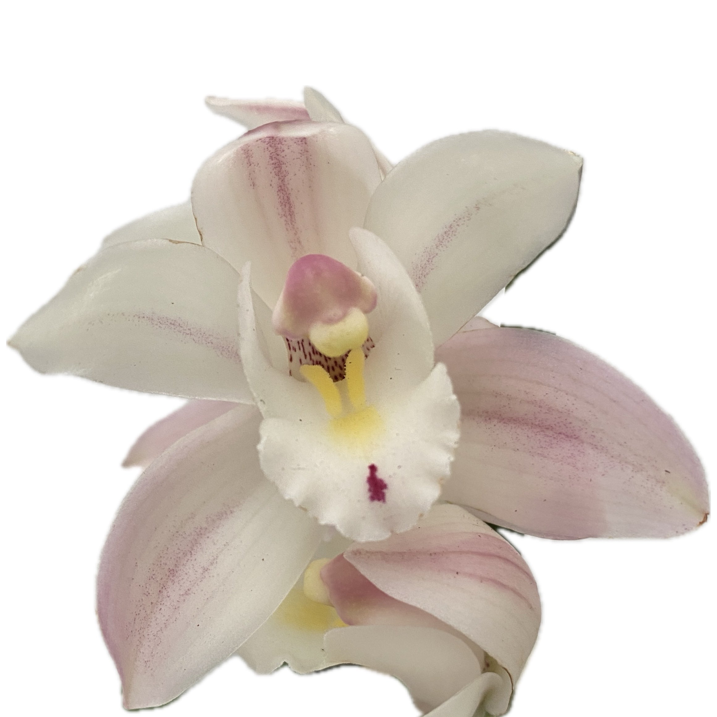 Cymbidium Pink Bell