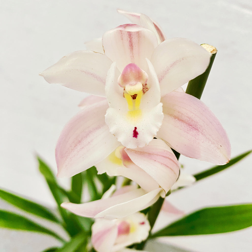 Cymbidium Różowy Dzwoneczek
