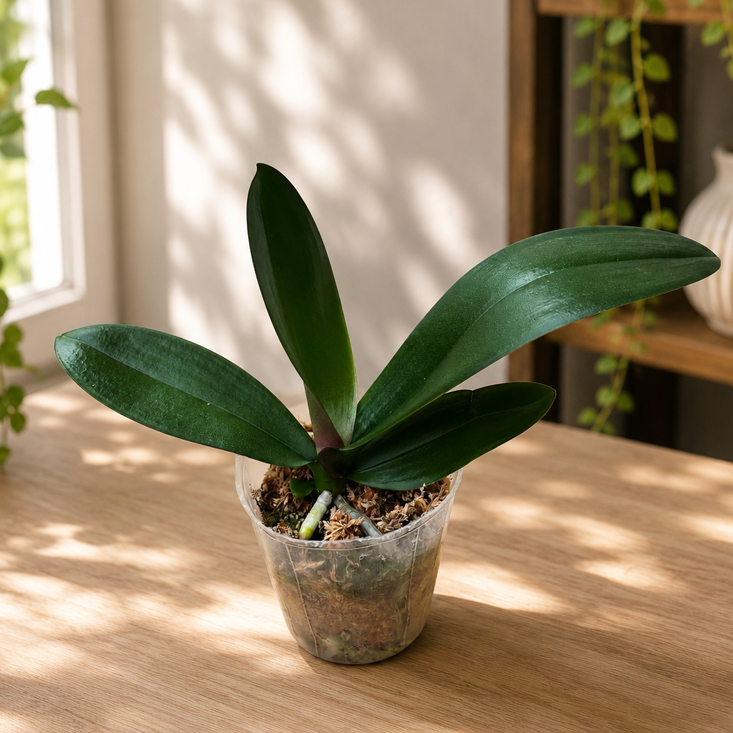 Phalaenopsis Miki Opera (pelorisch)