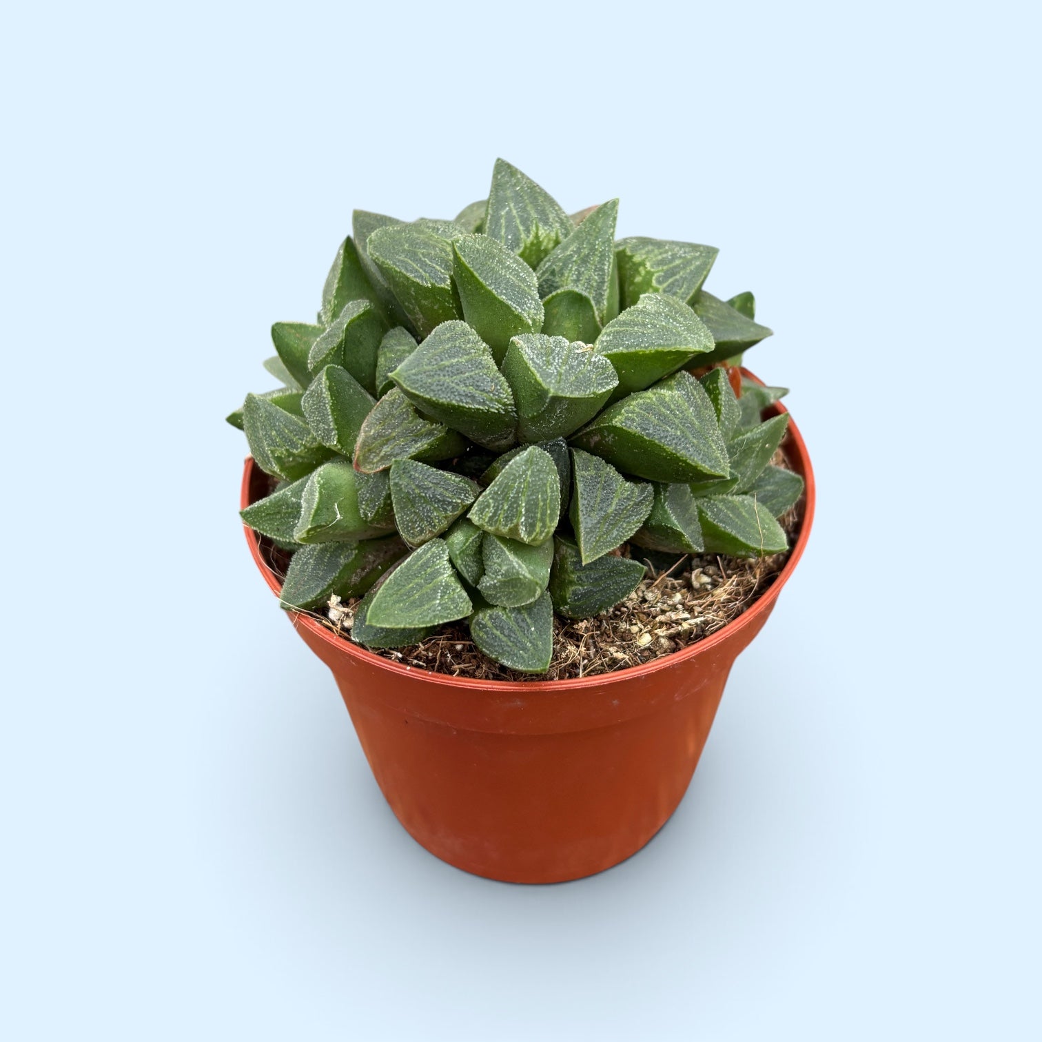 Haworthia emelyae