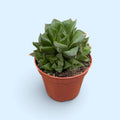 Haworthia retusa var. acuminata
