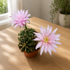 Gymnocalycium mihanovichii - kugelförmiger Kaktus mit spektakulärer Blüte