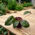 Hoya 'Noelle' - fleurs parfumées, spécimens développés
