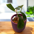Hoya subcalva
