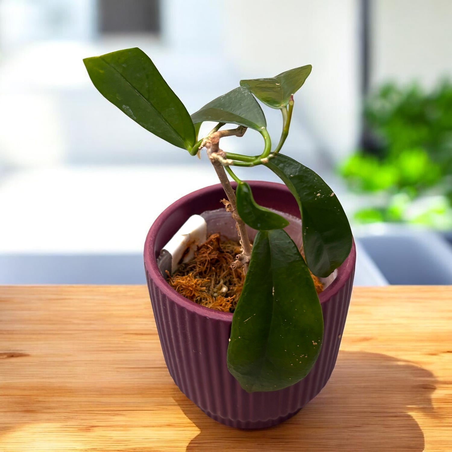 Hoya subcalva