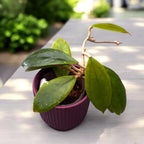 Hoya juannguoiana