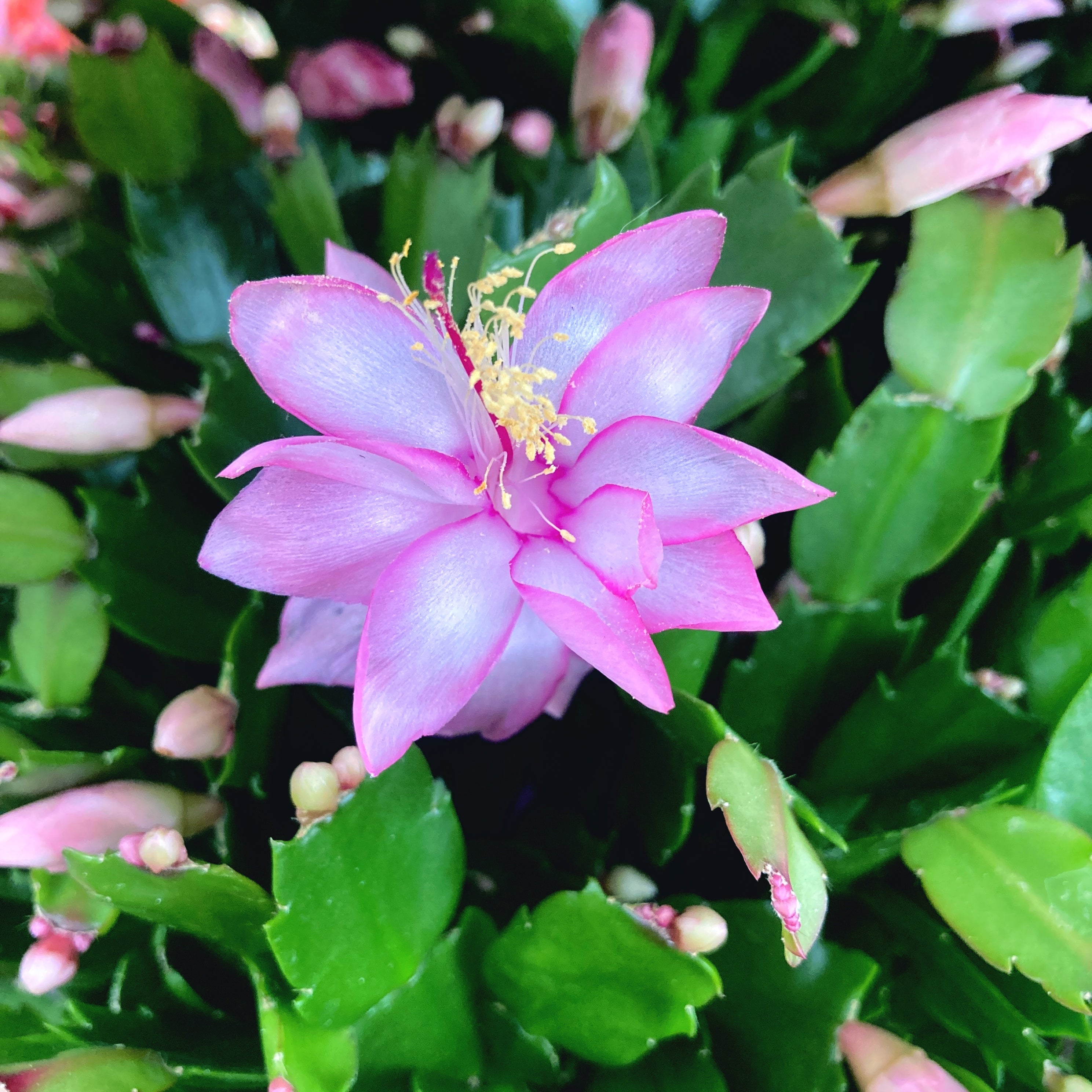 Schlumbergera ‘Pandora’ (Craciunita roz) - exemplare XXL