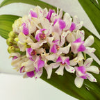 Rhynchostylis gigantea var. Illustre