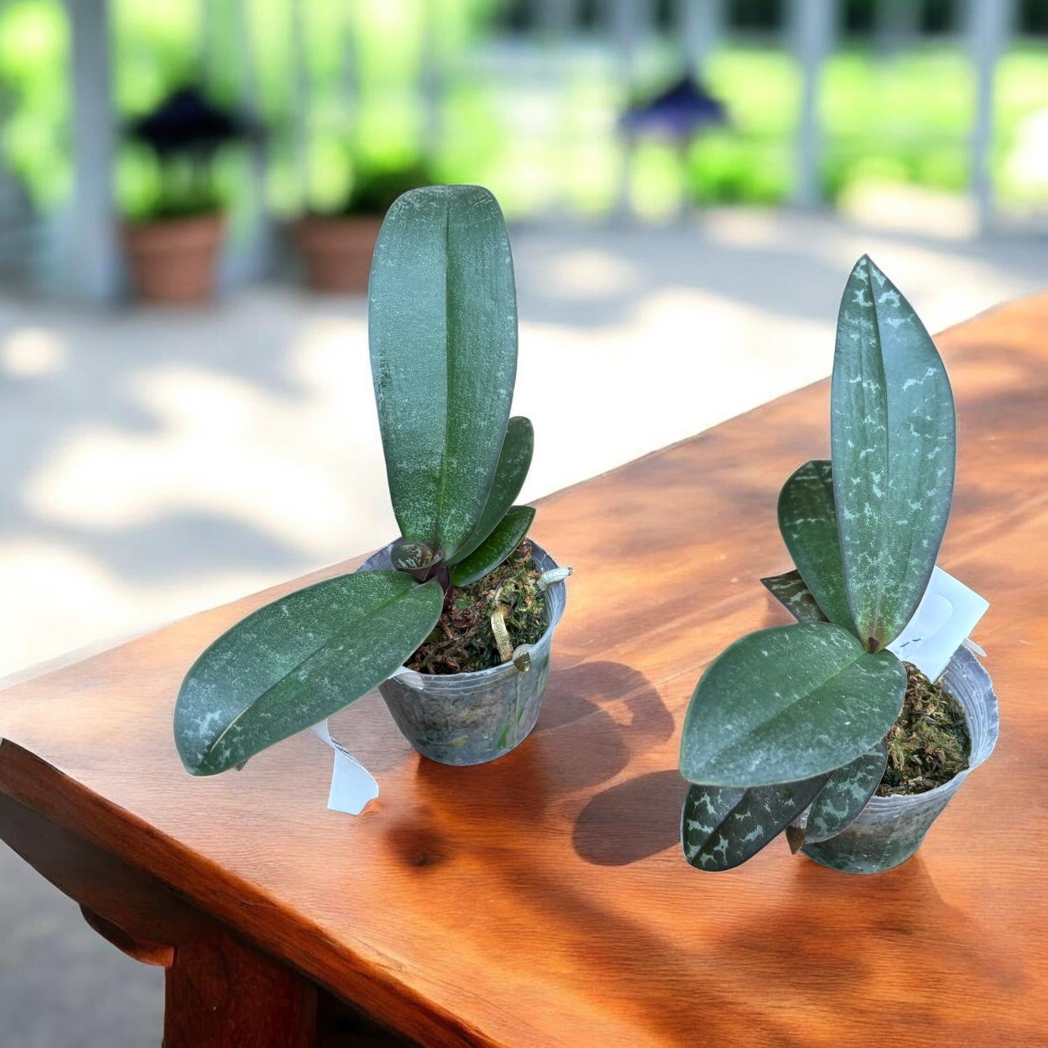 Phalaenopsis Cellinde (lindenii × celebensis)
